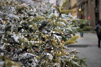 chrismtas tree